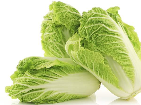 Chinese Cabbage