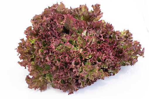 Red coral lettuce - Lola Rosa.