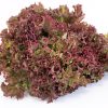 Red coral lettuce - Lola Rosa.